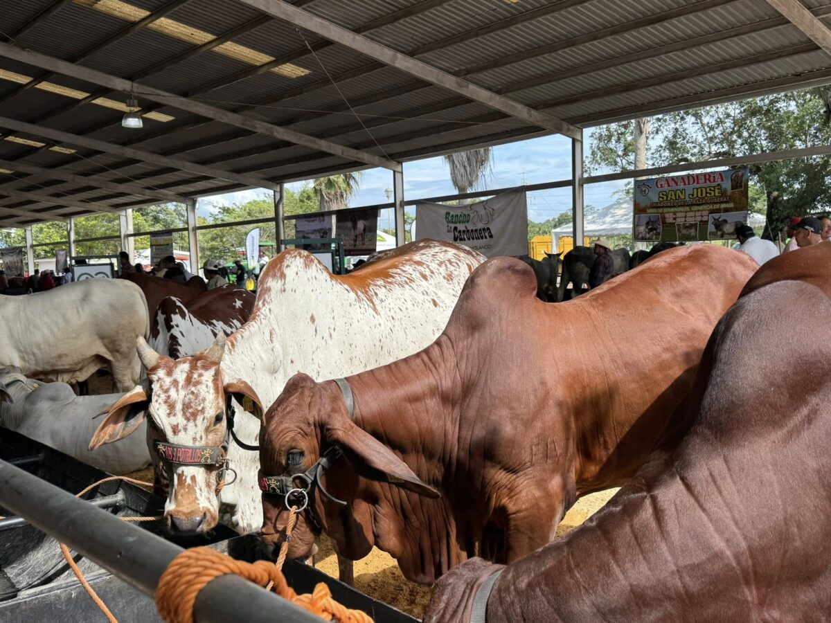 Ganado bovino en el sur de Veracruz durante operativo sanitario