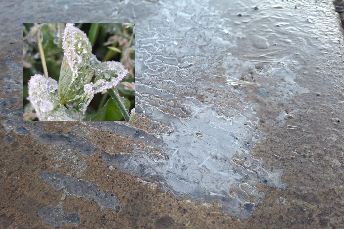 Helada blanca bajo cero cubre vegetación en Las Vigas de Ramírez, Veracruz.