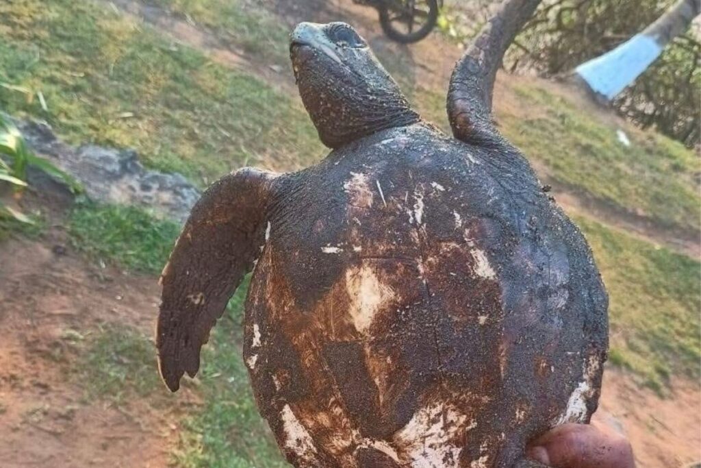 Presencia de chapopote en costas de Catemaco dentro de la Reserva de la Biosfera de Los Tuxtlas