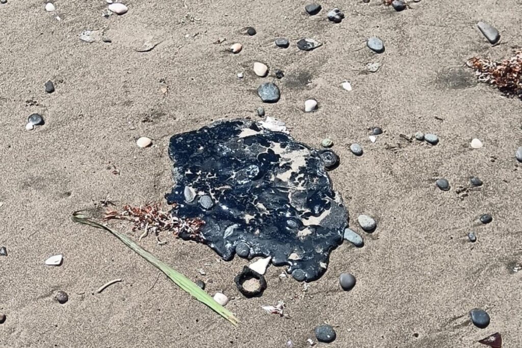 Presencia de chapopote en playas de Vega de Alatorre con riesgo para pesca y salud.