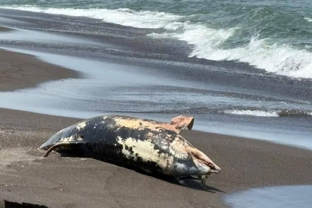 Delfín muerto en playa de Alvarado con manchas visibles mientras autoridades descartan contaminación por hidrocarburo.