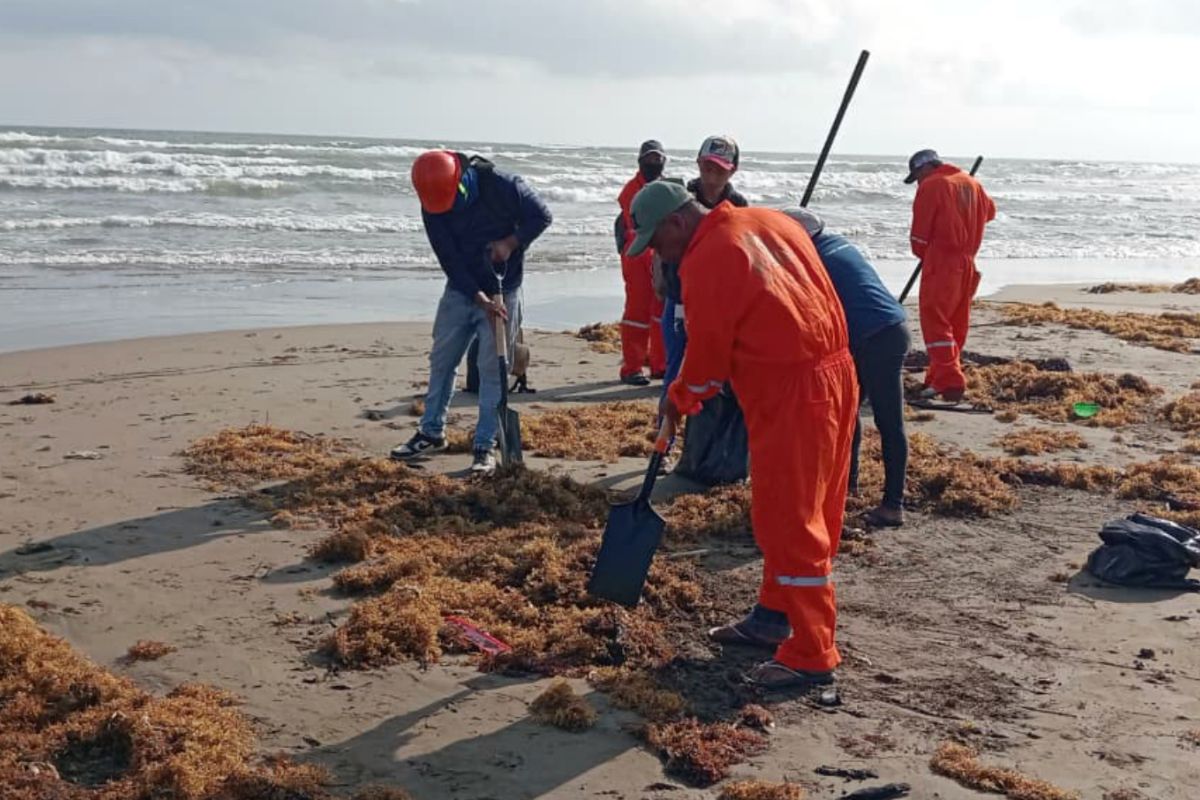 Chapopote en playas del sur de Veracruz afecta comunidades pesqueras y ecosistemas del Golfo de México.