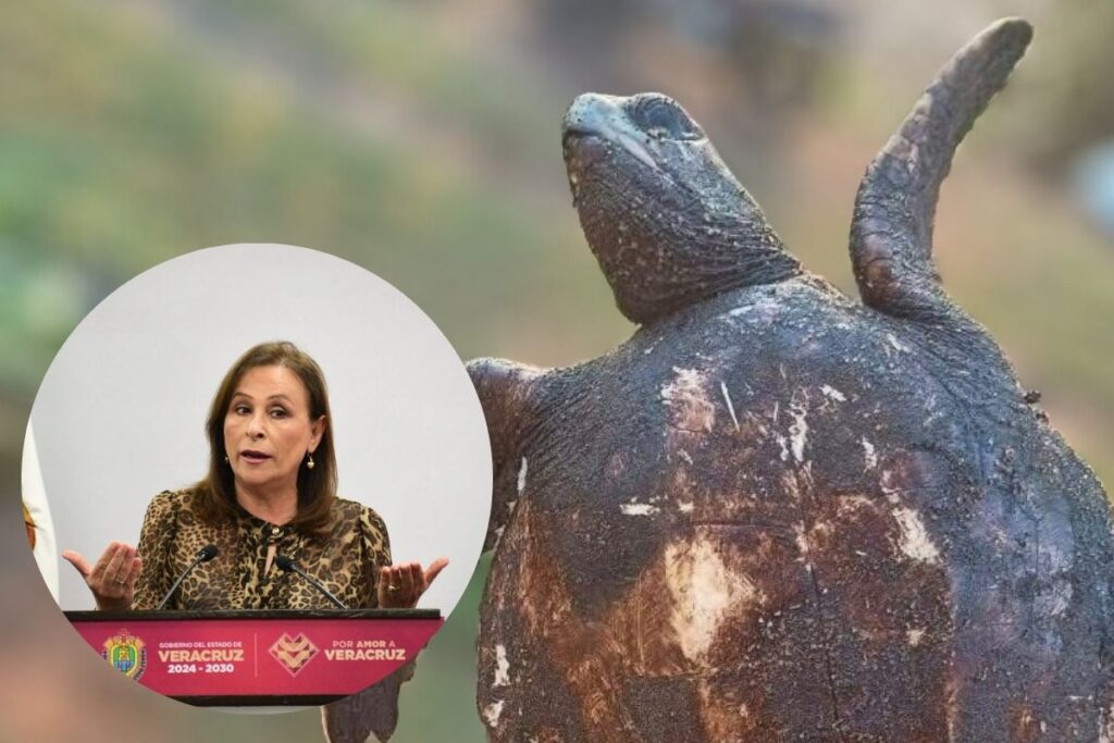 Playas de Veracruz con labores de limpieza por derrame de hidrocarburo, sin reporte oficial de fauna afectada según autoridades.