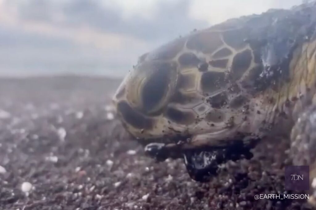 tortuga marina cubierta de petróleo Veracruz anidación