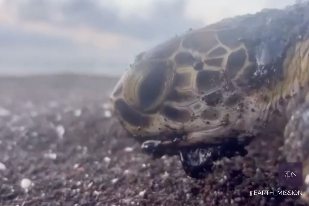 tortuga marina cubierta de petróleo Veracruz anidación