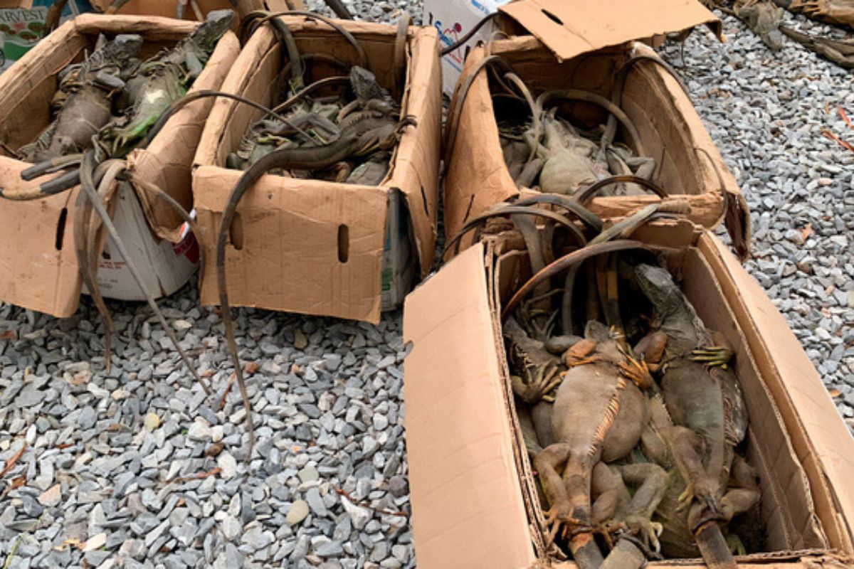 Iguanas rescatadas en Oaxaca tras ser traficadas desde Veracruz en autobús