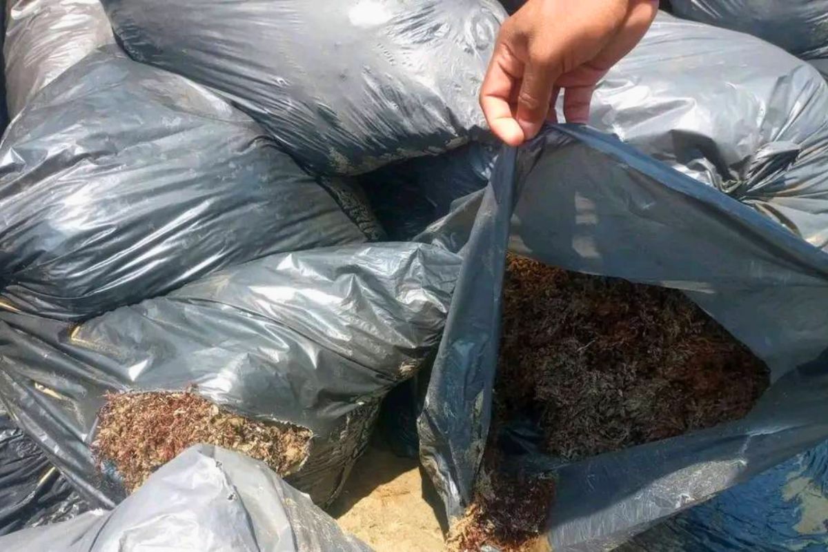Bolsas con sargazo en playas de Pajapan Veracruz tras verificación de la SEMAR