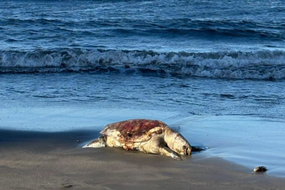 Tortuga marina en playa contaminada por hidrocarburos en el Golfo de México