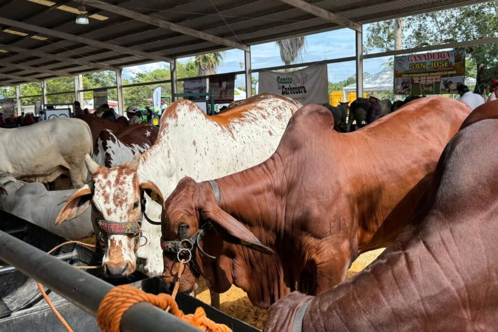 Camiones ganaderos y corrales tras el robo de 148 reses en el norte de Veracruz
