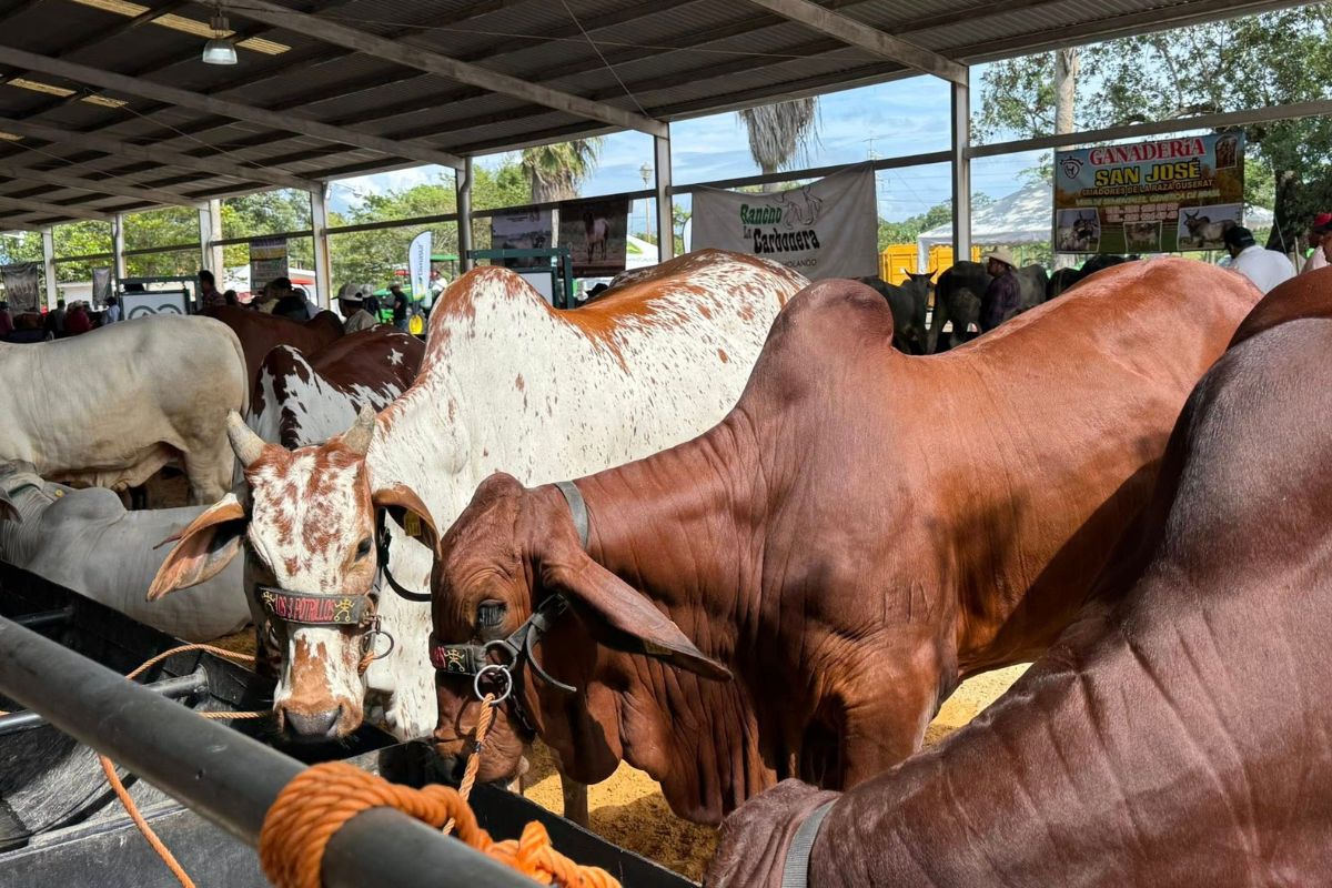 Camiones ganaderos y corrales tras el robo de 148 reses en el norte de Veracruz