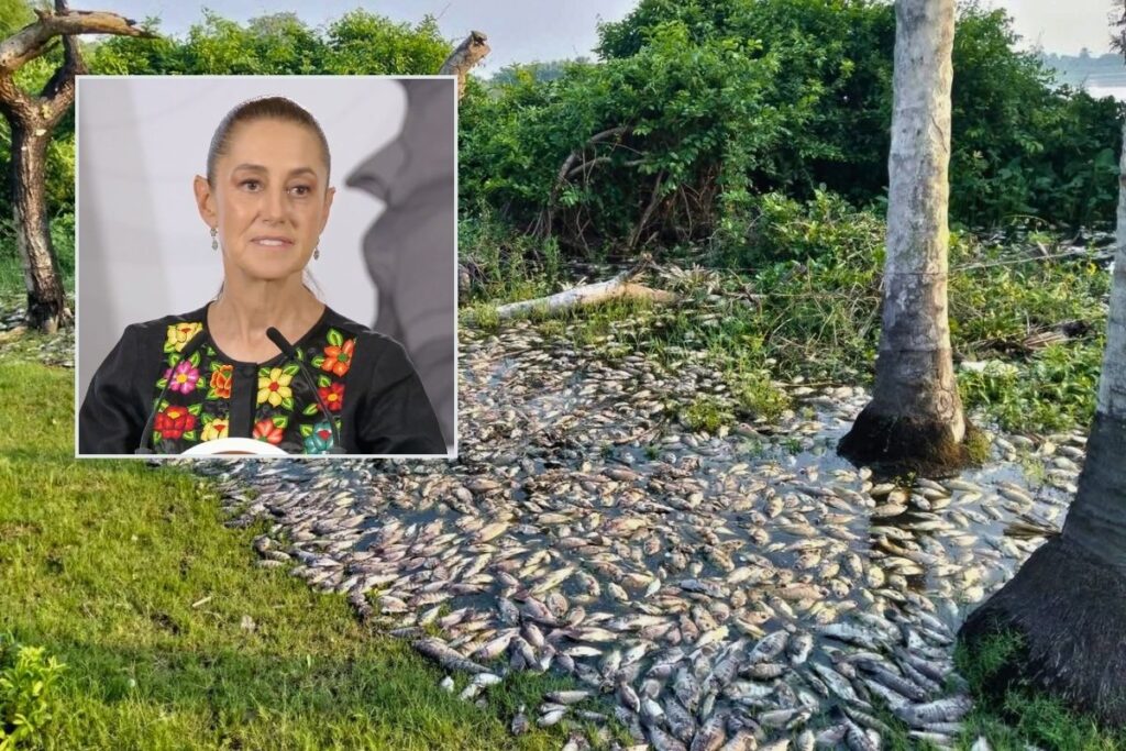 Claudia Sheinbaum anuncia investigación por mortandad de peces en la Cuenca del Papaloapan en Veracruz