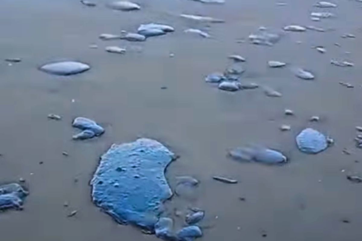 Manchas observadas en la costa de Vega de Alatorre en videos difundidos por usuarios en redes sociales