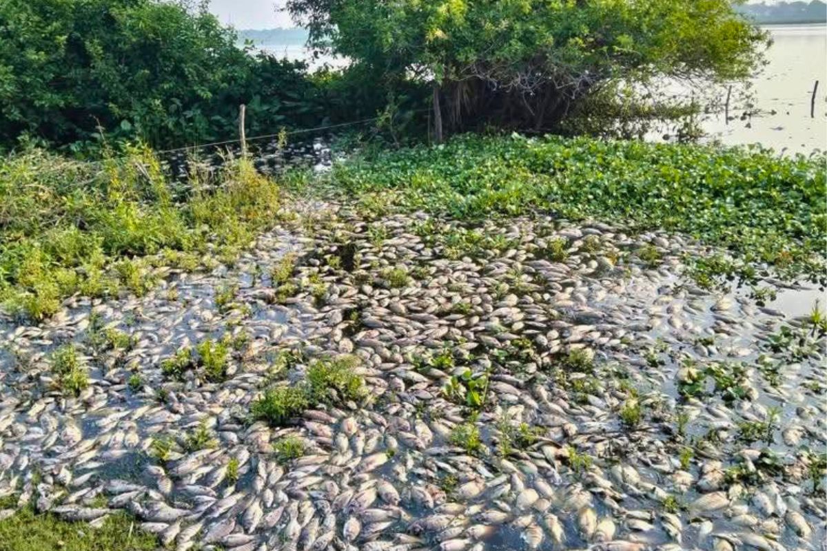 Miles de peces muertos en cuerpos de agua de la Cuenca del Papaloapan entre Cosamaloapan e Ixmatlahuacan