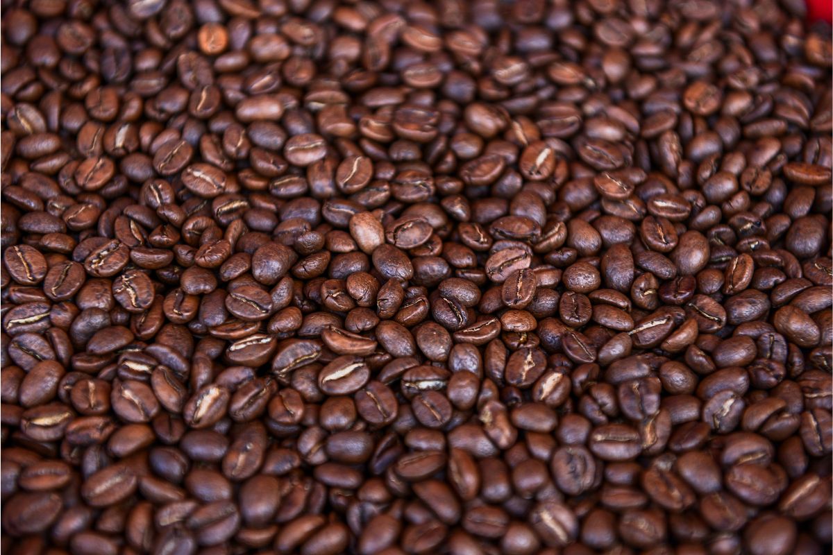 Cultivos de café afectados por roya en Coatepec, Veracruz, atendidos por SADER y SENASICA.