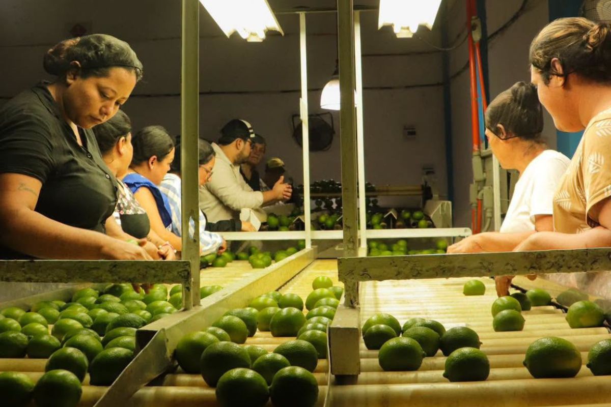 Cajas de limón persa "Fresh Quality Limes" empacadas por productores de Sembrando Vida en Papantla, Veracruz, para su primer embarque a Rusia y Estados Unidos.
