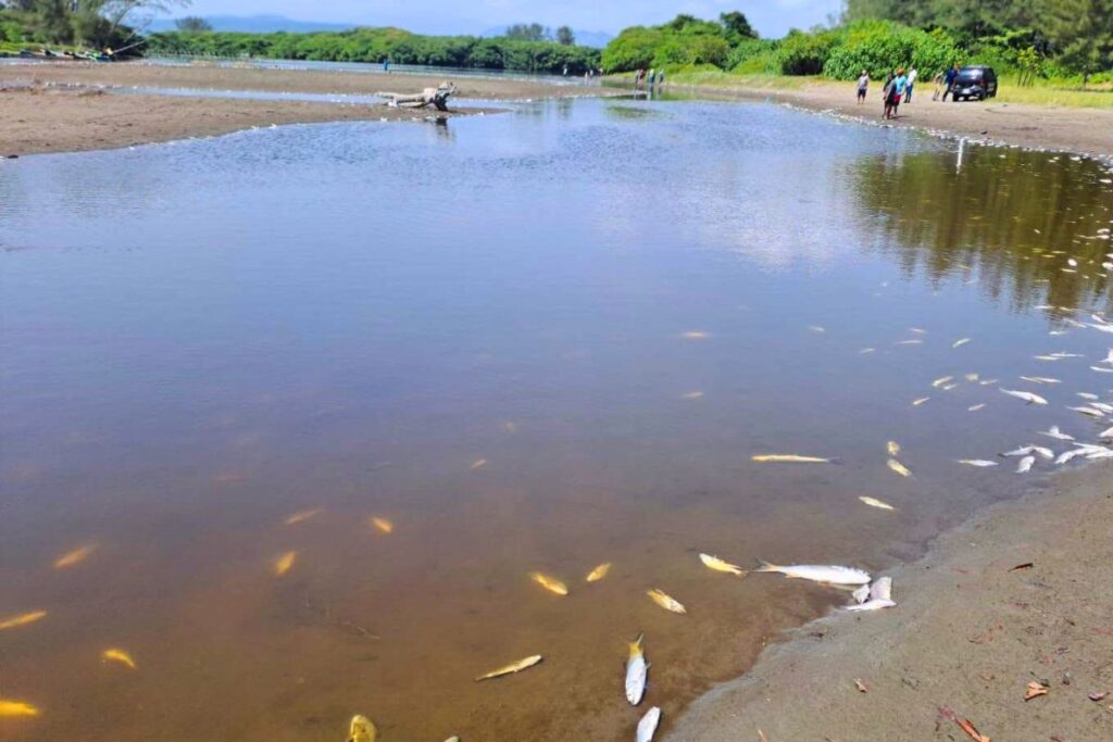 Peces muertos flotando en la superficie del sistema lagunar de Vega de Alatorre, Veracruz.