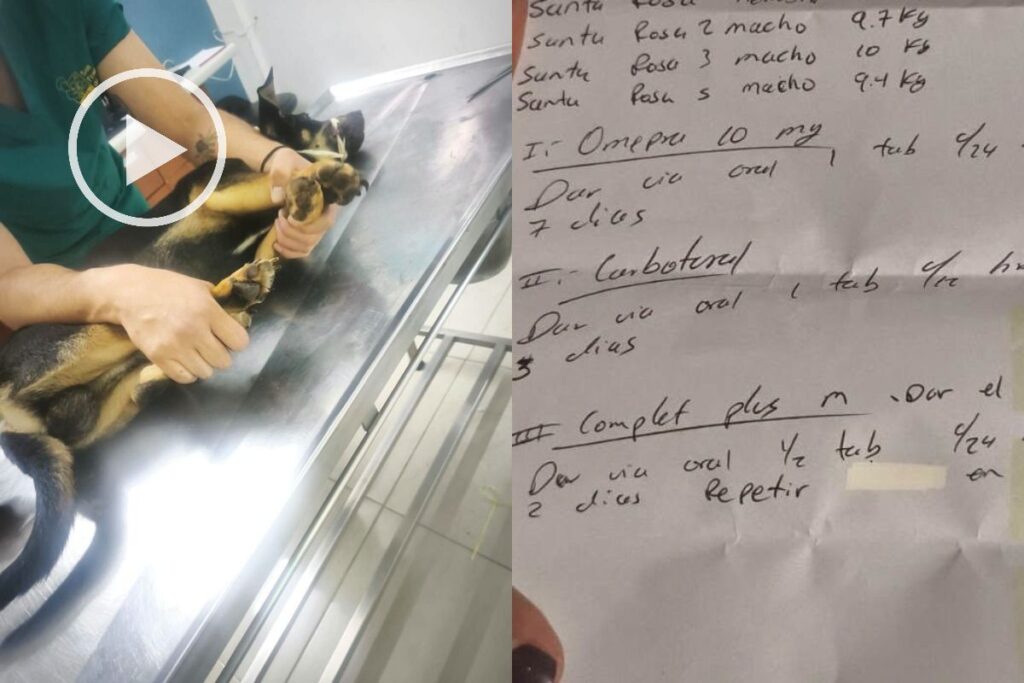 Animales rescatados de vivienda en Jardines de Santa Rosa, Xalapa, reciben atención veterinaria.
