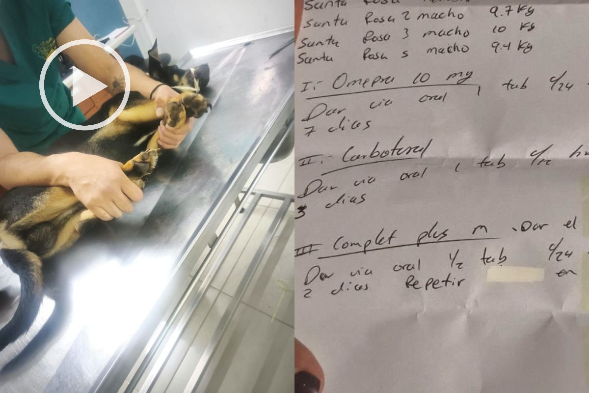 Animales rescatados de vivienda en Jardines de Santa Rosa, Xalapa, reciben atención veterinaria.