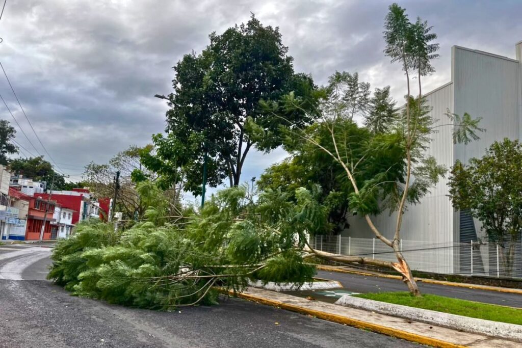 Árbol caído sobre una calle del centro de Xalapa por el norte del frente frío número 2